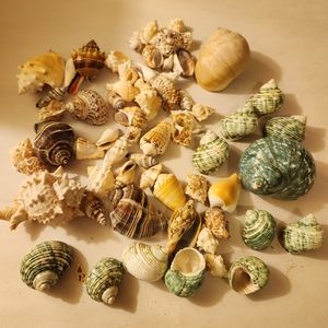 Sea shell lot